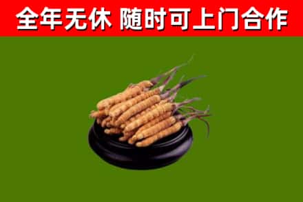 汨罗烟酒回收冬虫夏草.jpg
